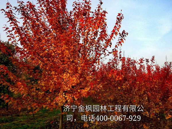三、購(gòu)買我們紅楓具體流程是怎么進(jìn)行的？
