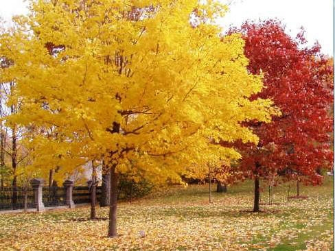 一、我們的紅楓為何能保障在同類產(chǎn)品中價(jià)錢低？